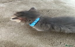 Siberian cats for sale: Siberian GCCF. kittens no hidden cost ready 6 oct  - Image 12