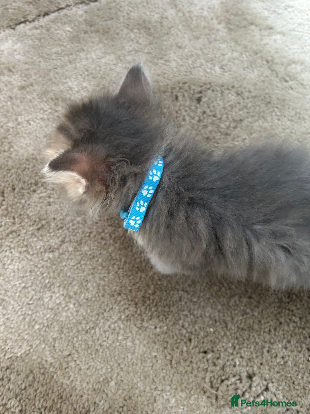 Siberian cats for sale: Siberian GCCF. kittens no hidden cost ready 6 oct  - Image 12