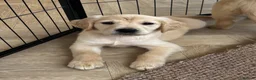 Golden Retriever dogs for sale: KC Reg Golden Retriever puppies - Ready now!!!!  - Advert 13