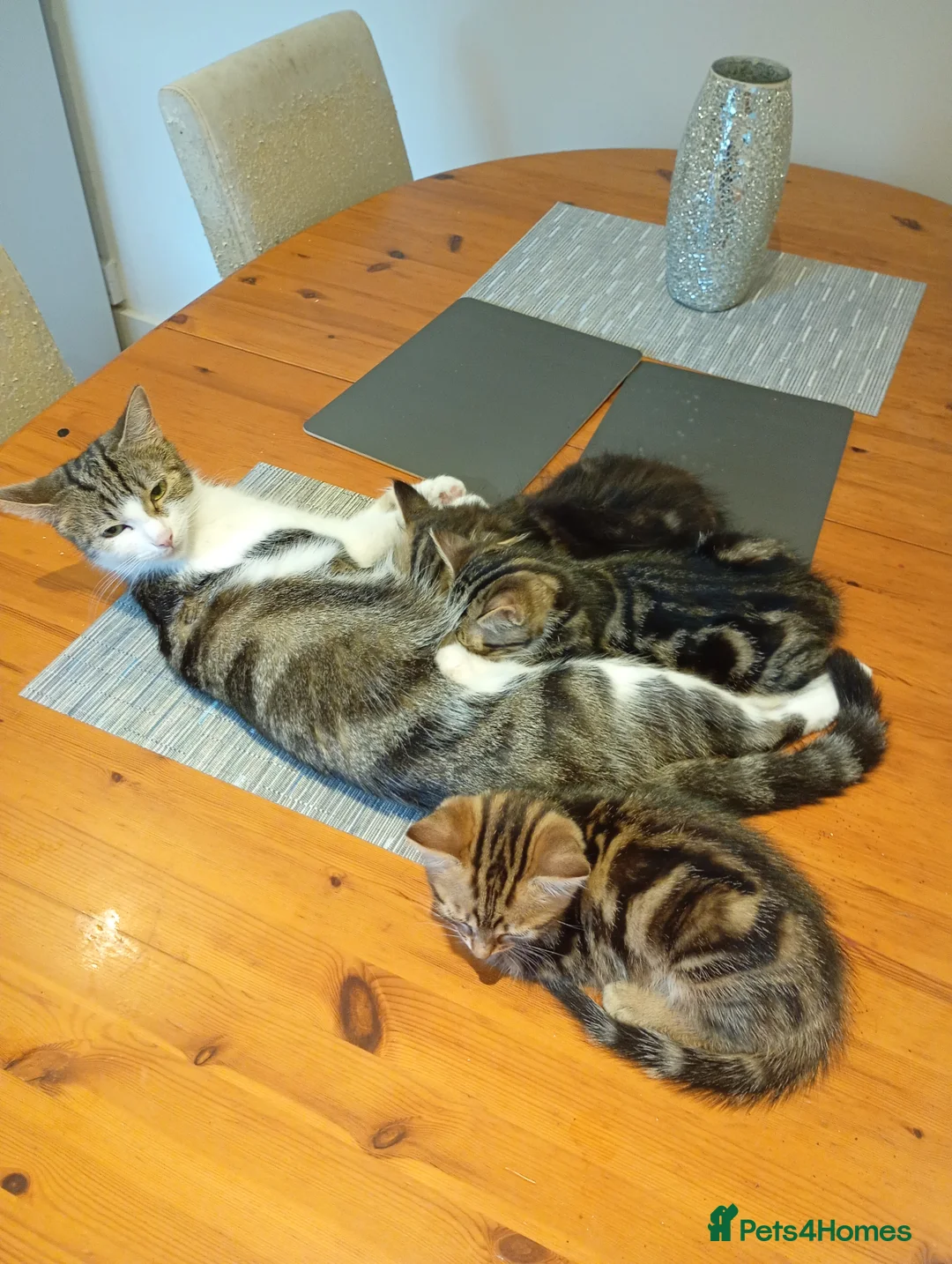 Mixed Breed cats for sale: Beautiful Bengal cross kittens in Maidstone - Advert 7