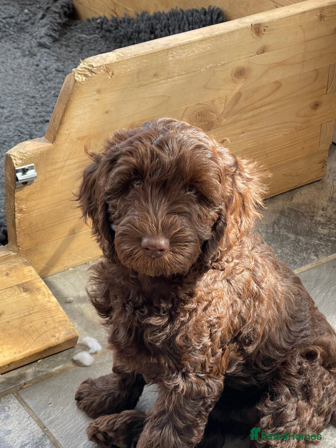 Australian Labradoodle dogs for sale: Pure Australian Labradoodles - READY TO LEAVE  - Image 25