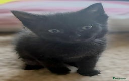 Mixed Breed cats for sale: Beautiful Litter of 4 kittens  - Image 6
