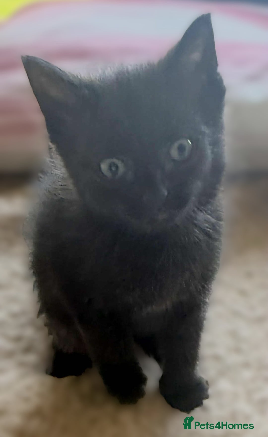 Mixed Breed cats for sale: Beautiful Litter of 4 kittens  - Image 6