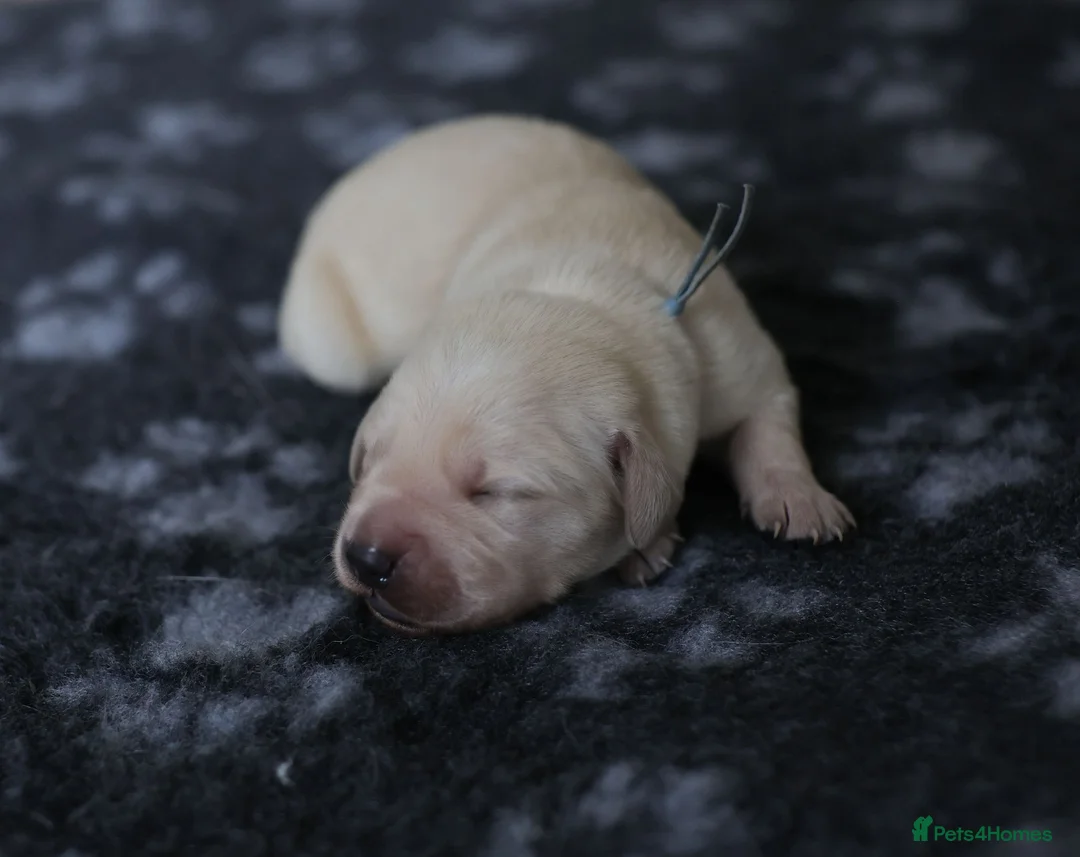 Golden Retriever dogs for sale: Golden Retriever / Goldardor Puppies - Advert 4