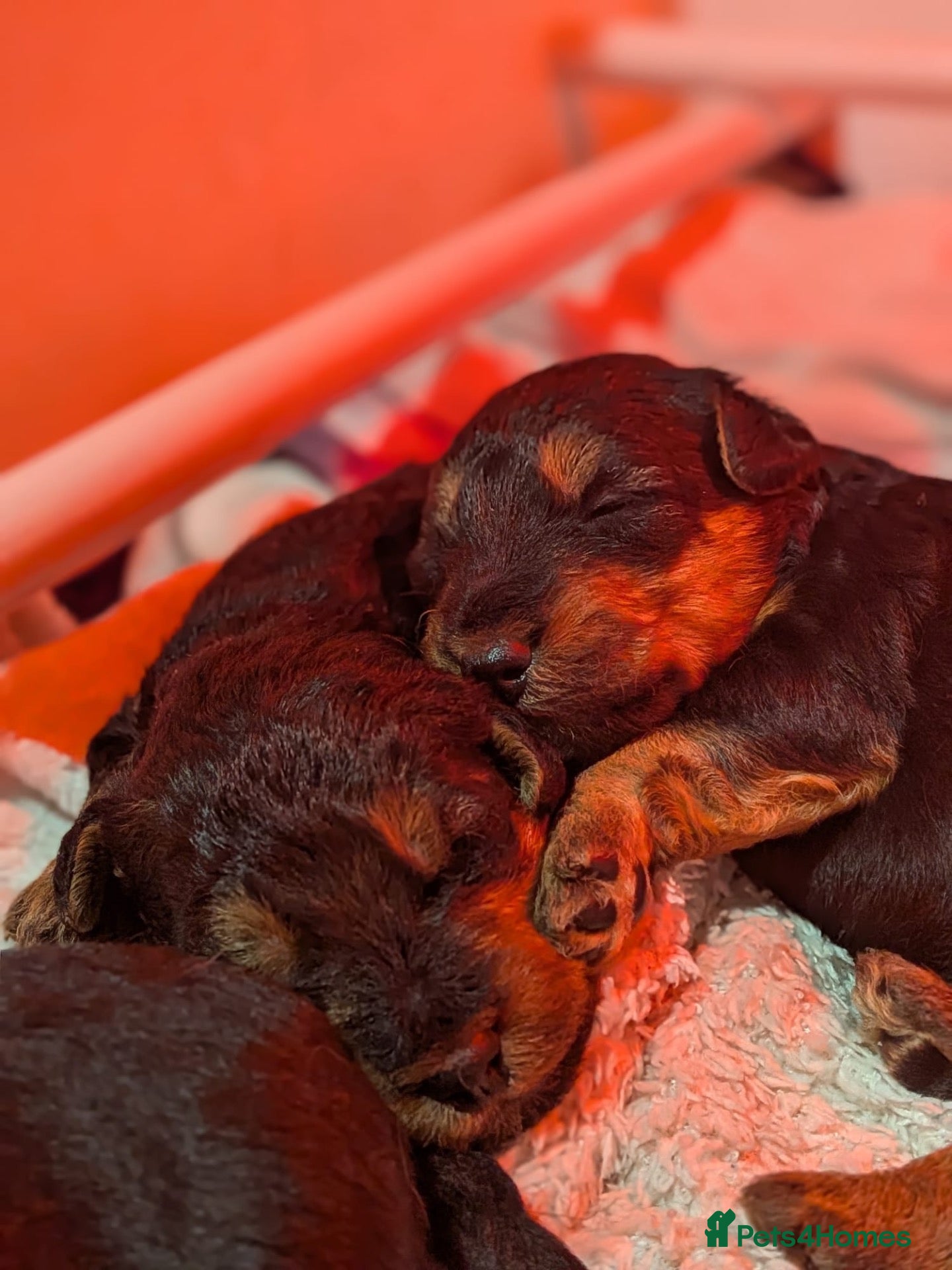 Welsh Terrier dogs One Beautiful Welsh Terrier Boy Left Available 🐶 - Advert 6