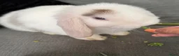 Mini Lop rabbits for sale: 🐰💕💙Ready To Leave Now - two babies  left 🐰 - Advert 11