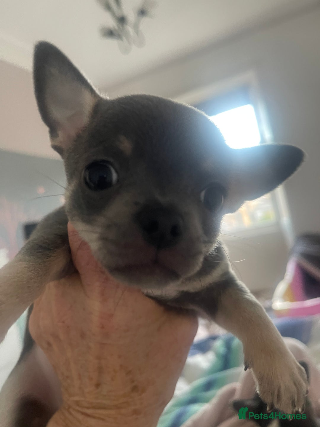 Chihuahua dogs for sale: Purebred chihuahua puppies - Image 16