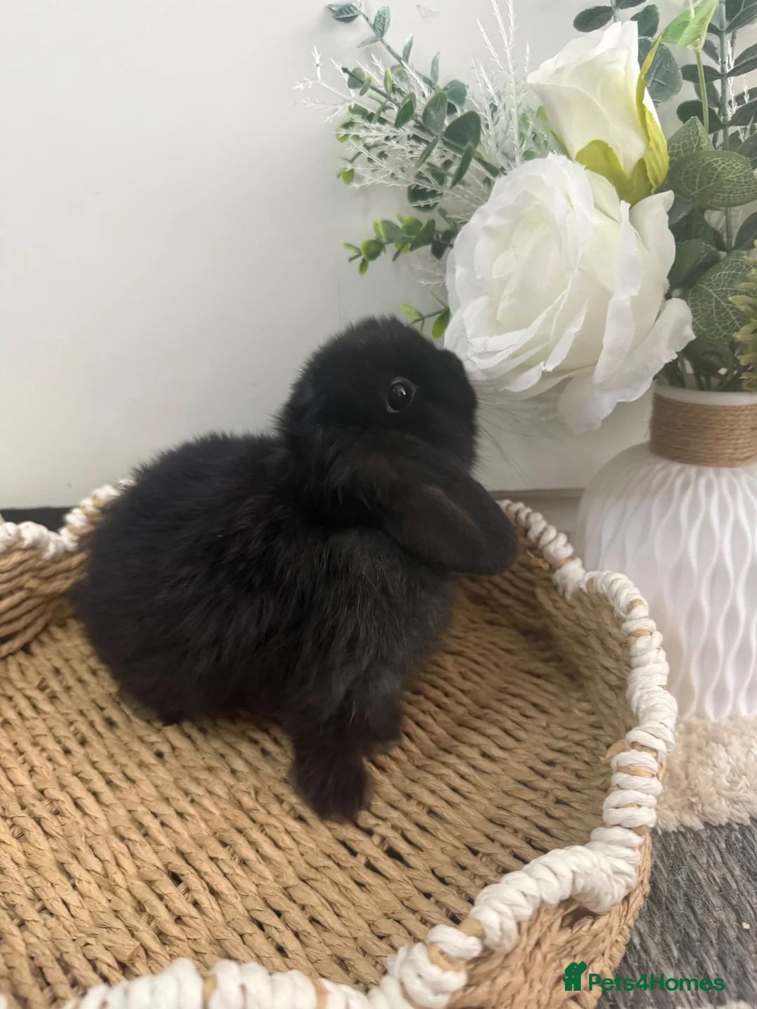 Mini Lop rabbits for sale: Adorable Baby Bunnies Looking for Loving Homes! 🐰 - Advert 1