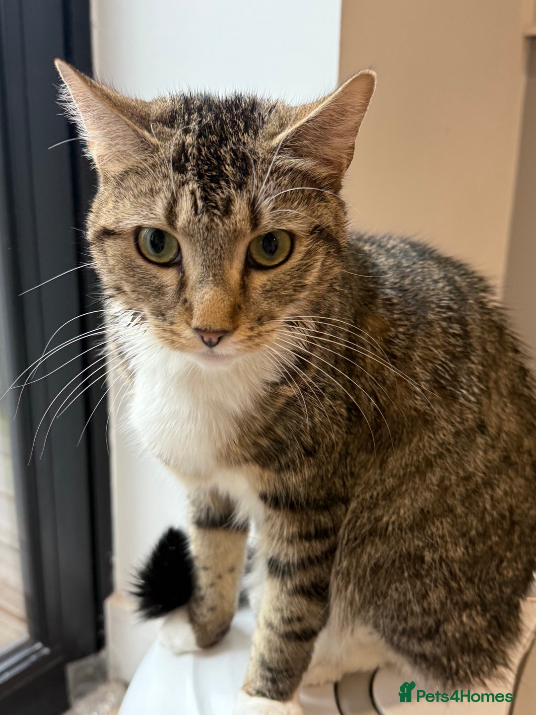 Domestic Shorthair cats for sale: Looking for a Loving Home for Our Two Cats - Advert 2