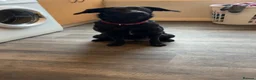 Mixed Breed dogs for sale: Boxador Puppies  in Dundee - Advert 1