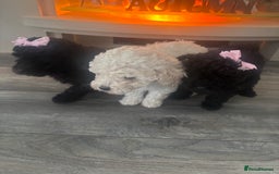 Toy Poodle dogs for sale: Stunning kc toy poodle girls  - Image 1
