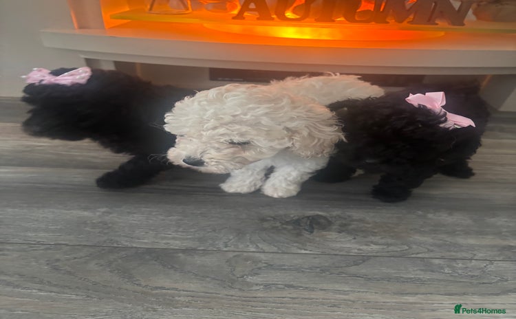 Toy Poodle dogs - Advert 1