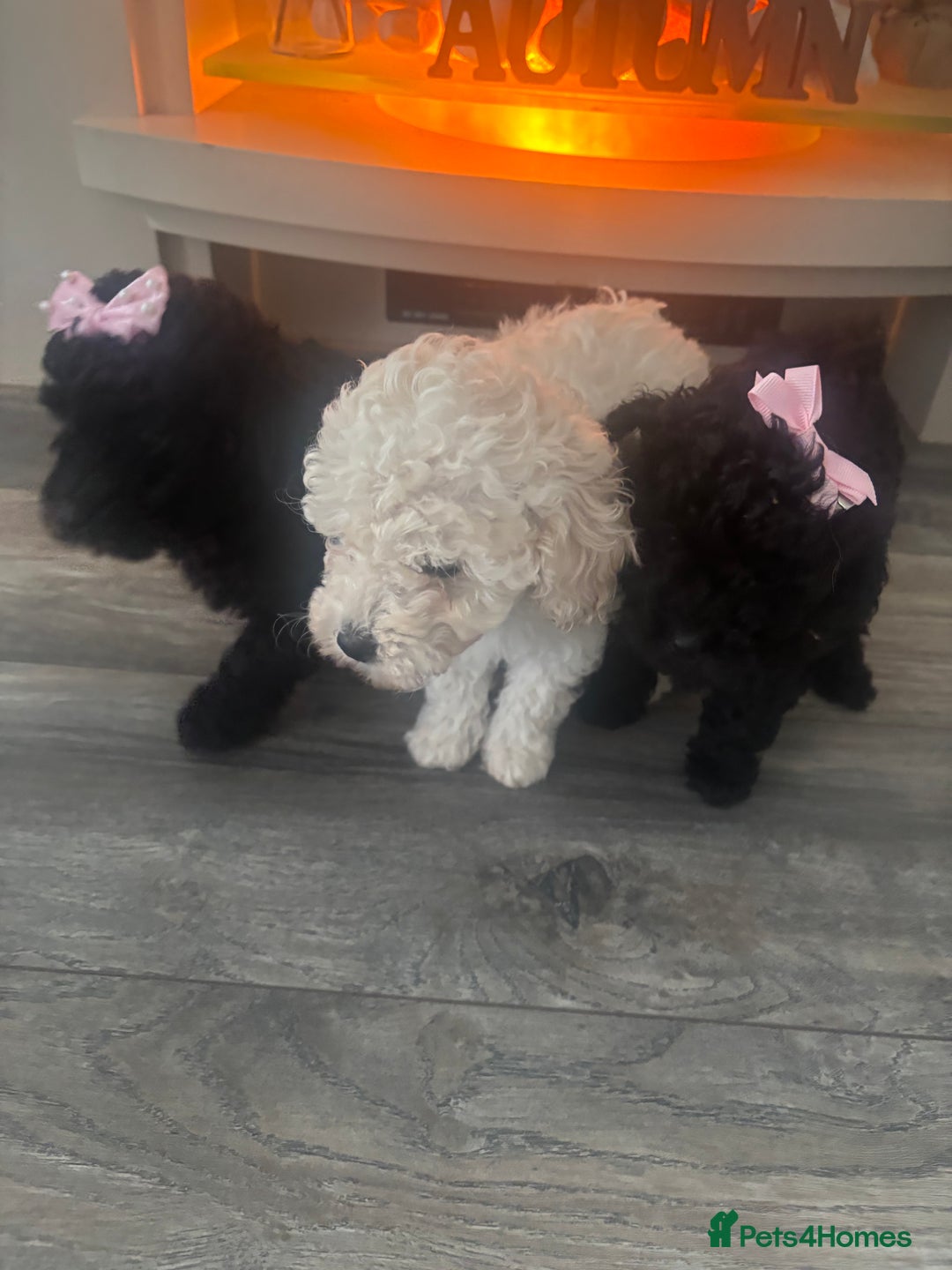 Toy Poodle dogs for sale: Stunning kc toy poodle girls  - Image 1