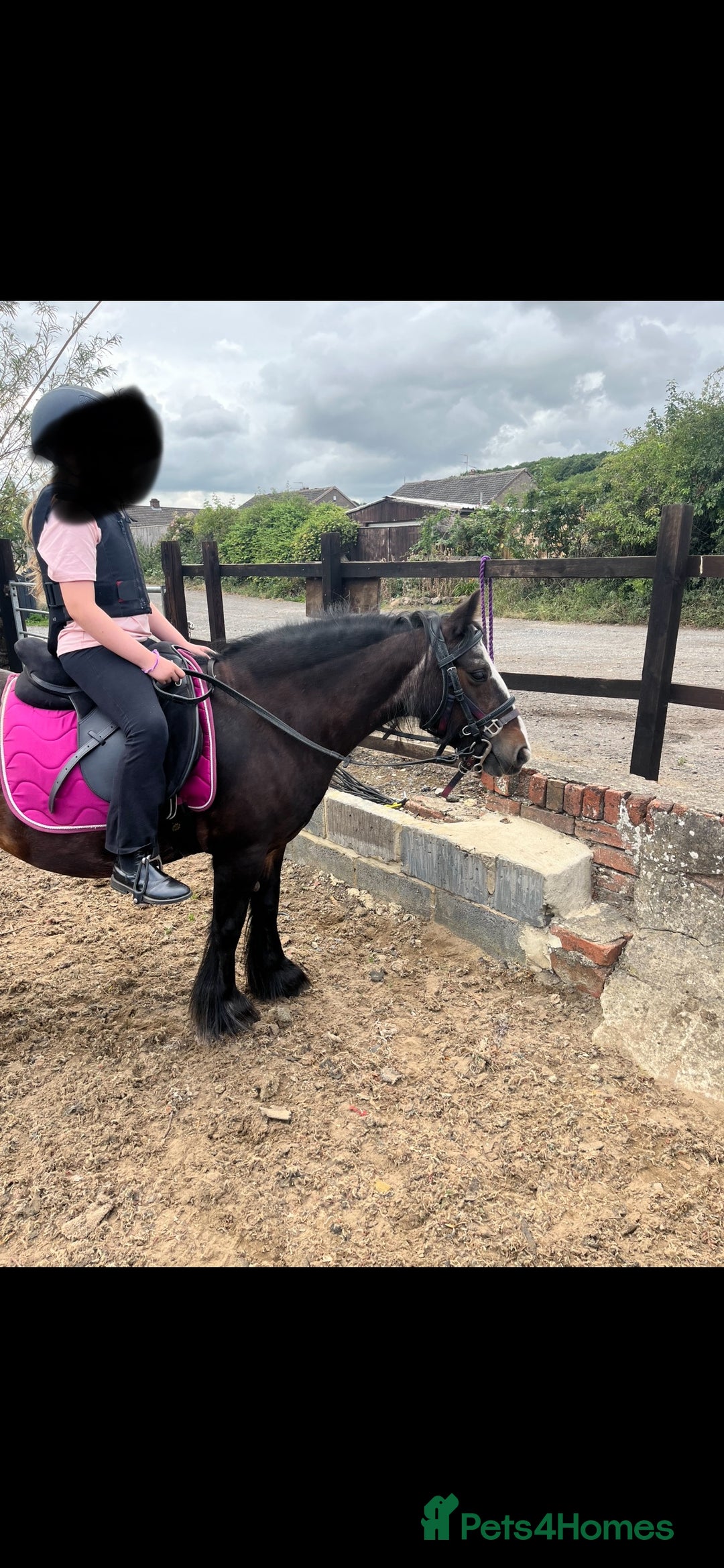 Irish Cob horses for sale: 💕sally💕 11.2h mare ride and drive   - Image 4