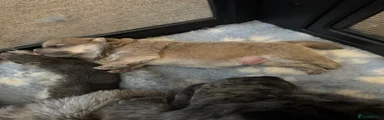 Simba