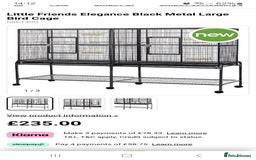 Chinchilla rodents for sale: Chinchillas - Image 2