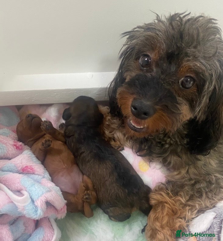 Cavapoo dogs Stunning Cavapoo fully DNA tested parents  - Advert 4
