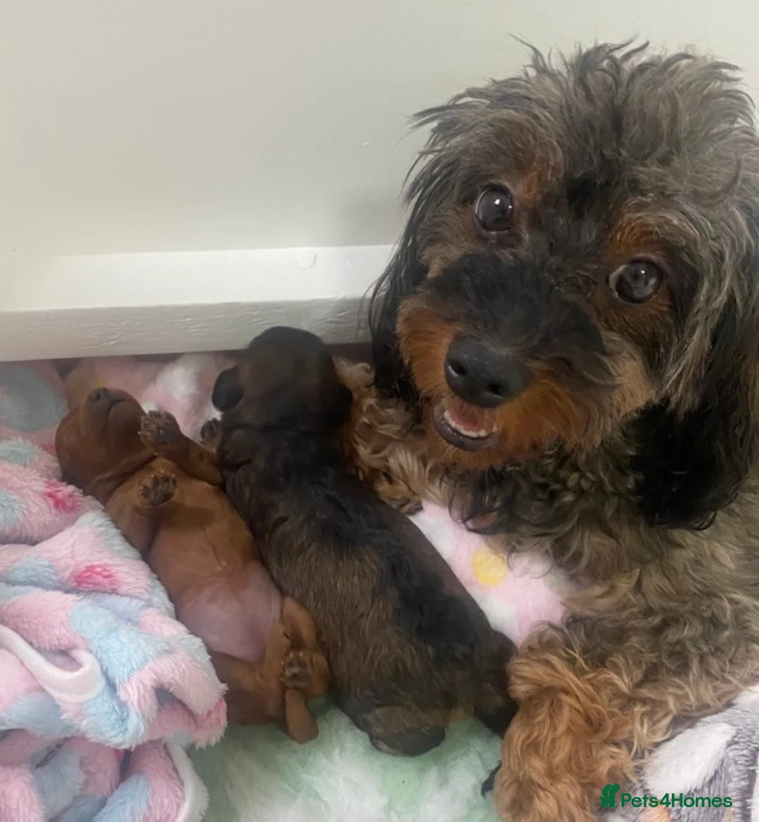 Cavapoo dogs for sale: Stunning Cavapoo fully DNA tested parents  in Luton - Advert 1
