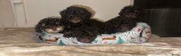 Cockapoo dogs for sale: Beautiful F2B Toy Cockapoo Puppies - Advert 3