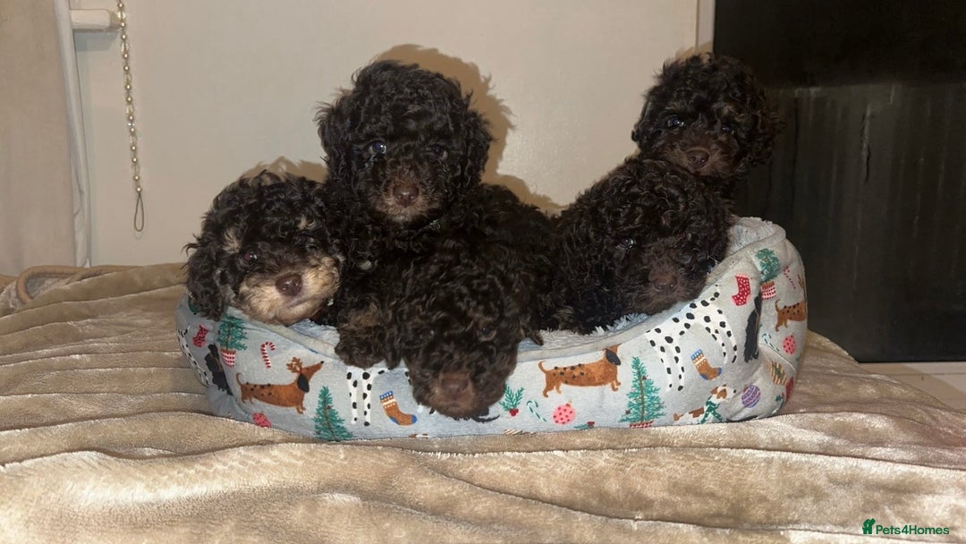 Cockapoo dogs for sale: Beautiful F2B Toy Cockapoo Puppies - Advert 3
