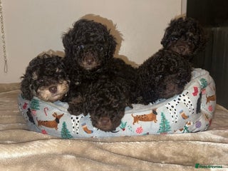 Cockapoo dogs Beautiful F2B Toy Cockapoo Puppies - Advert 1