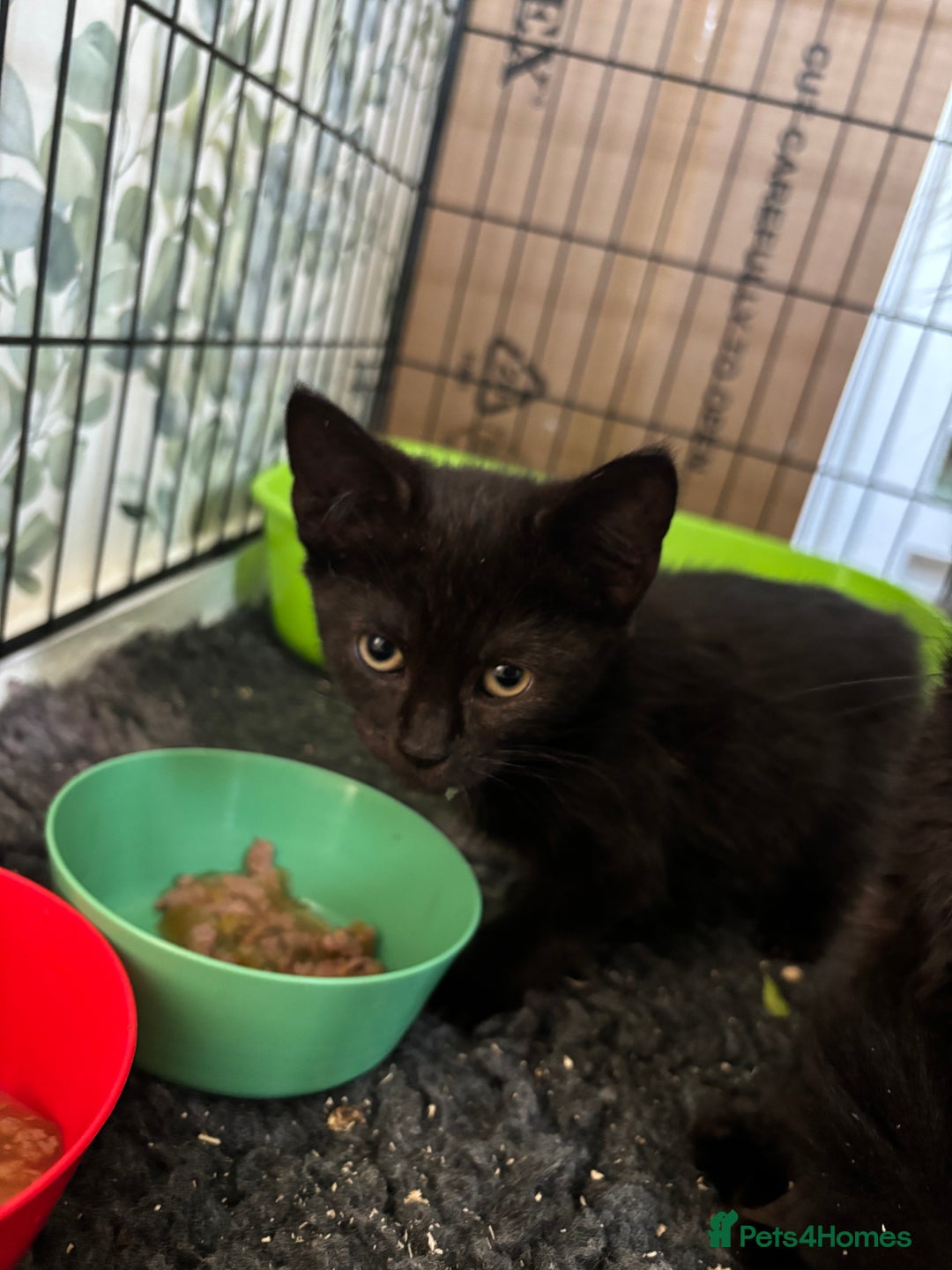 Mixed Breed cats for sale: Black kittens available. Small Donations.  - Image 1
