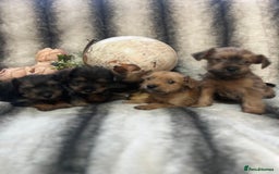 Mixed Breed dogs for sale: Norfolk terrier cross pups - Advert 4