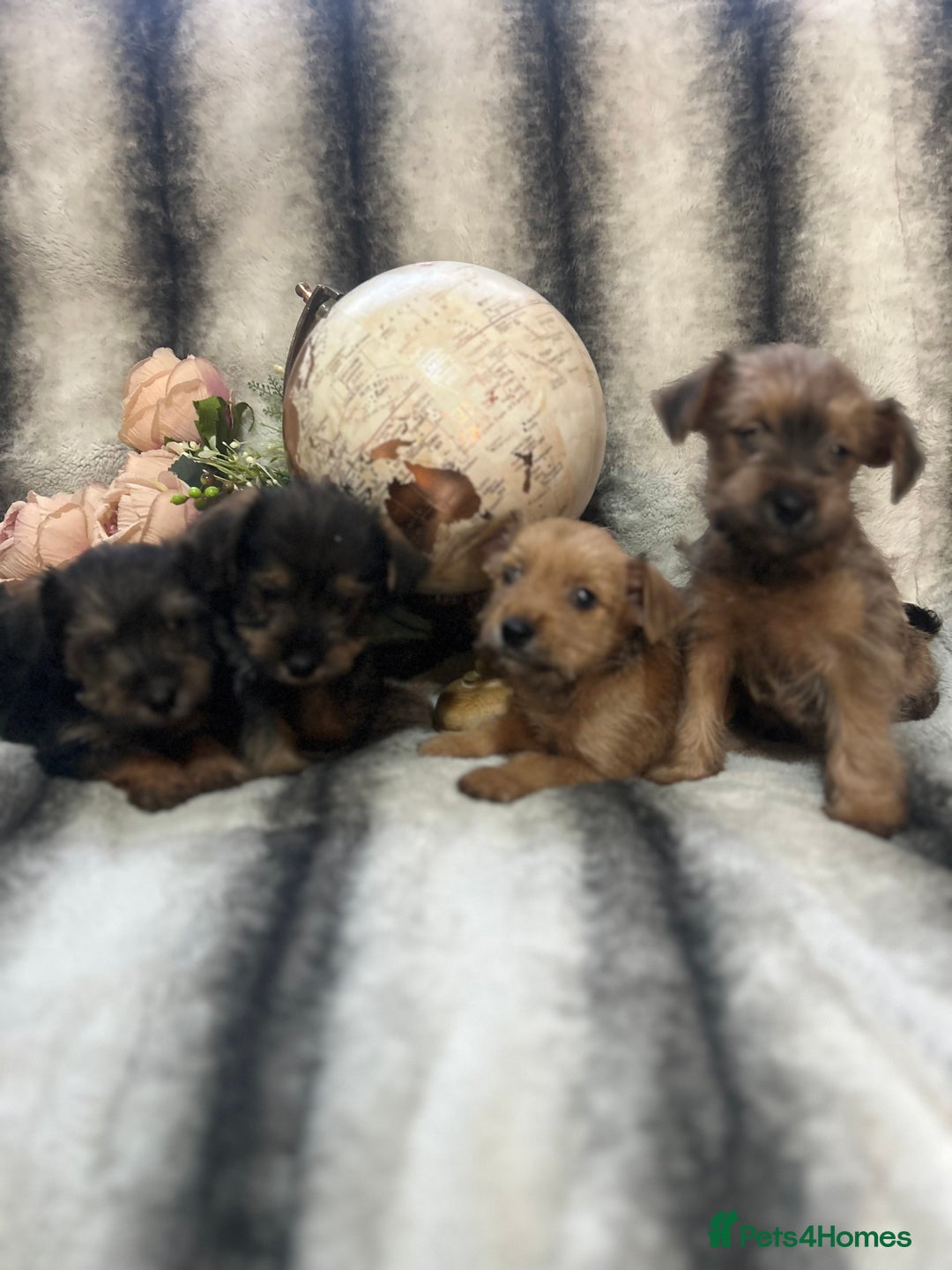 Mixed Breed dogs for sale: Norfolk terrier cross pups - Advert 4