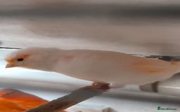 Canaries birds for sale: Beautiful red factor canaries  - Image 8