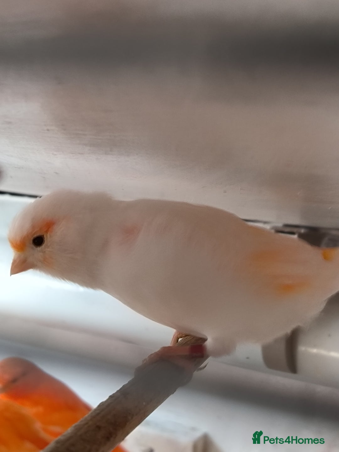 Canaries birds for sale: Beautiful red factor canaries  - Image 8