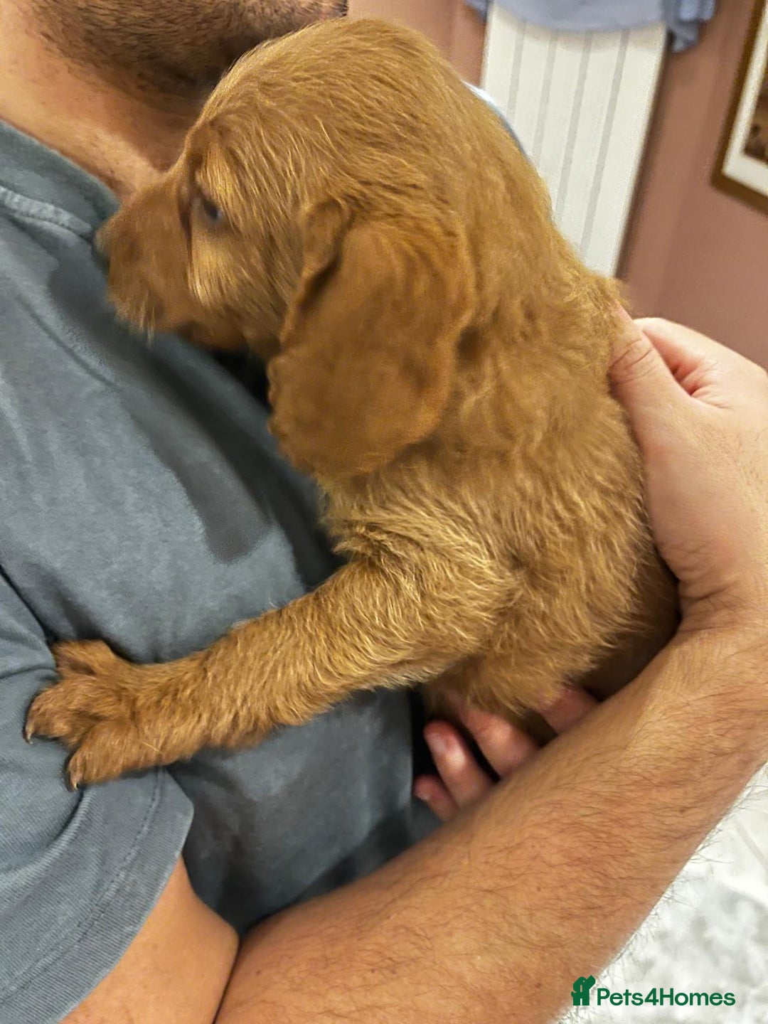 Labradoodle dogs for sale: Ready Now Miniature Fox Red Labradoodles  - Advert 9