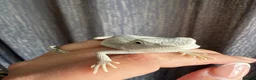 Bearded Dragon reptiles for sale: ❄️🤍 Baby Snow White Hypo Zero Bearded Dragon 🤍❄️ - Advert 3