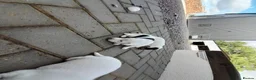 Jack Russell dogs for sale: 2x male Jack russel puppies  in Crediton - Advert 6