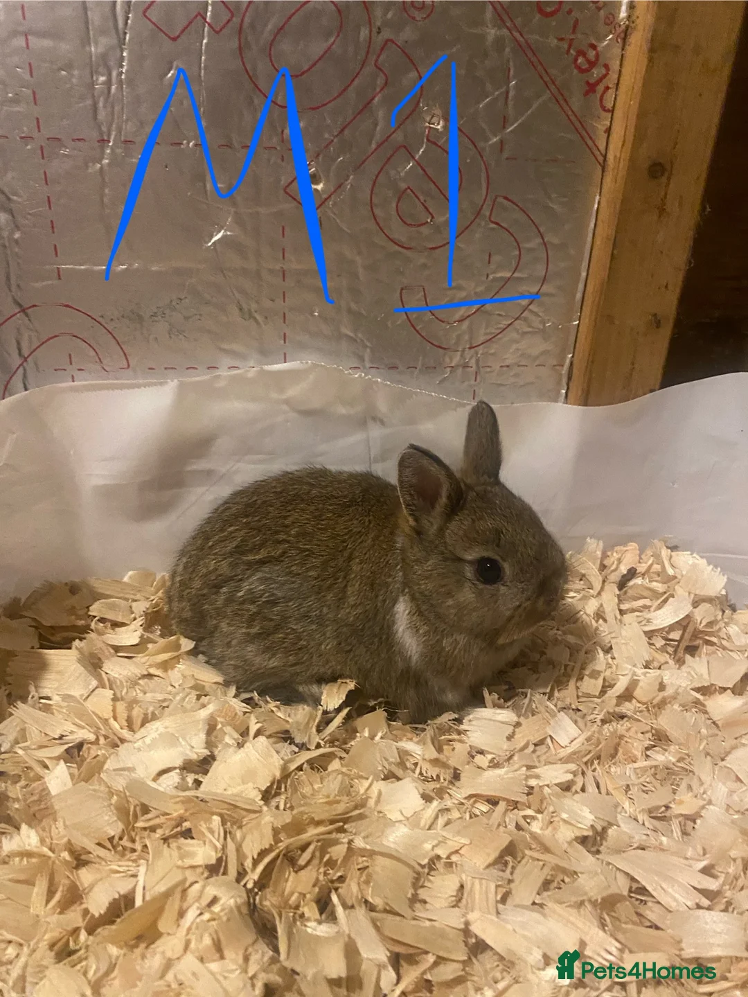 Netherland Dwarf rabbits for sale: Pure netherland dwarf babies - Advert 6