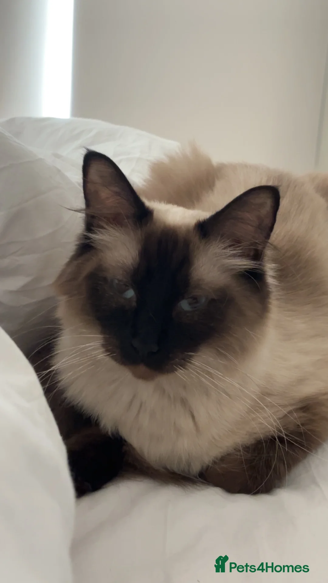Ragdoll cats for sale: Blue point Ragdoll kitten🐱🌸🩷 - Advert 2