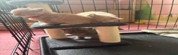 British Shorthair cats for sale: British Short Hair kittens for sale READY TO GO - Advert 14