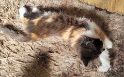 Mixed Breed cats for sale: Kittens in Wolverhampton - Image 6