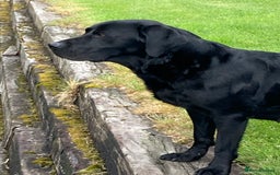 Labrador Retriever dogs for sale: Quality litter of working Labrador retriever pups - Image 8
