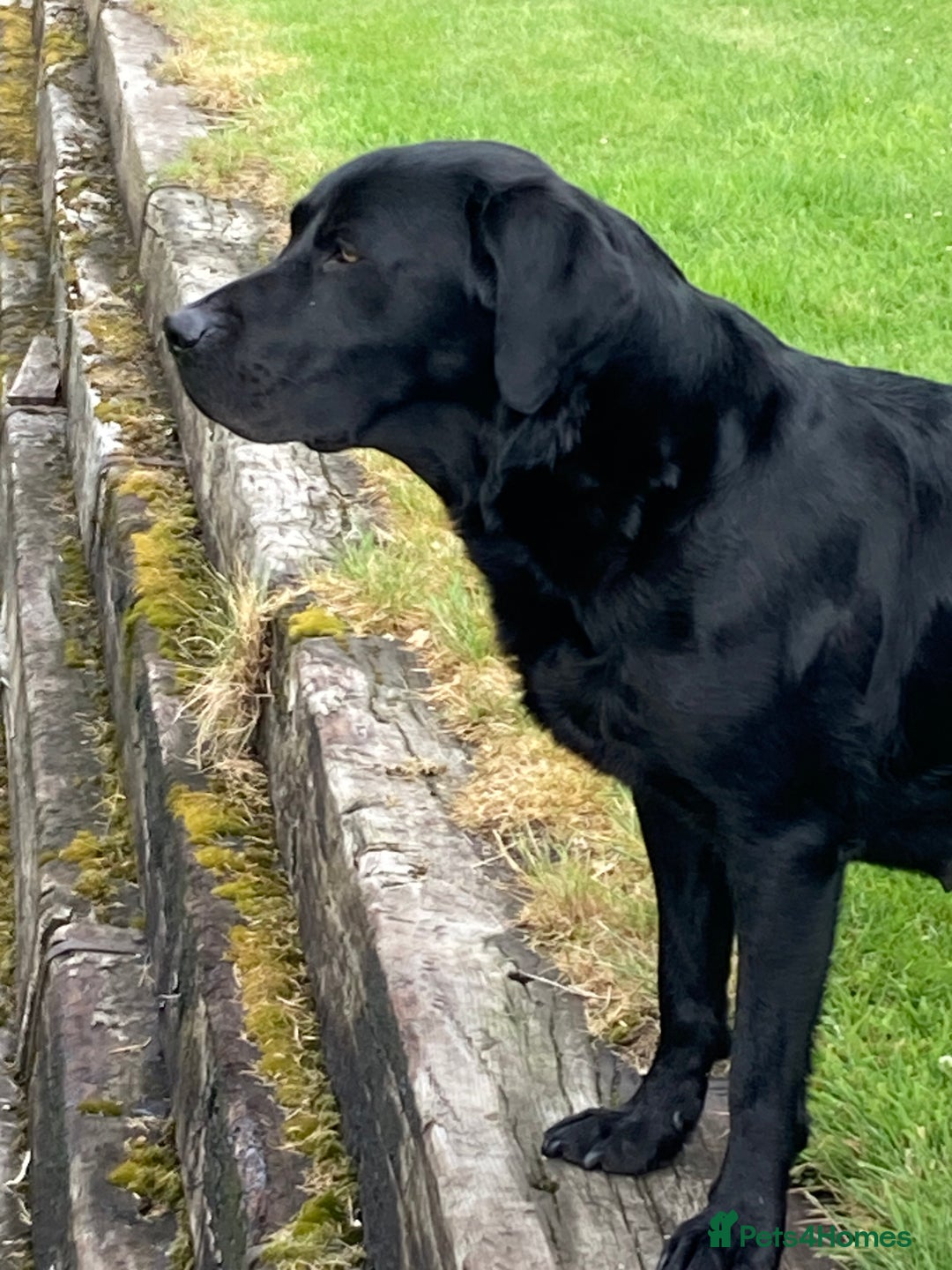 Labrador Retriever dogs for sale: Quality litter of working Labrador retriever pups - Image 8