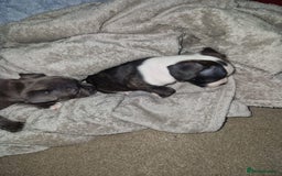 Mixed Breed dogs for sale:  Adorable staffie x frencie pups,Ready Oct31st  - Image 6