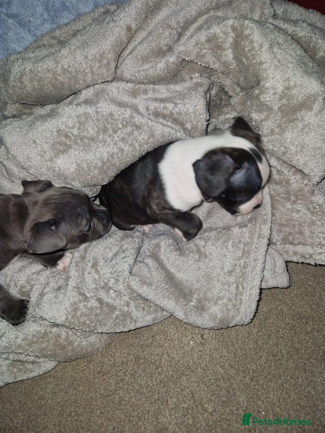 Mixed Breed dogs for sale:  Adorable staffie x frencie pups,Ready Oct31st  - Image 6