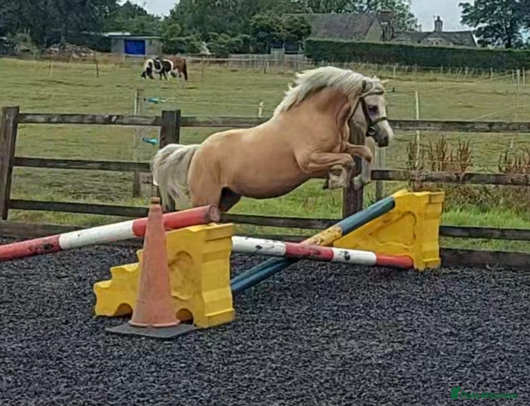 Welsh Section A horses for sale: Palomino welsh section A mare. 4yo - Image 4