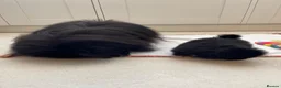 Pekingese dogs for sale: 💙Stunning Black KC registered Pekingese Puppy💙 - Advert 9