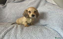 Miniature Dachshund dogs for sale: My last little man longhaired miniature dachshund in Houghton le Spring - Image 4