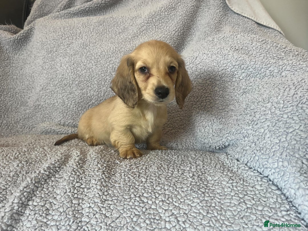Miniature Dachshund dogs for sale: My last little man longhaired miniature dachshund in Houghton le Spring - Image 4