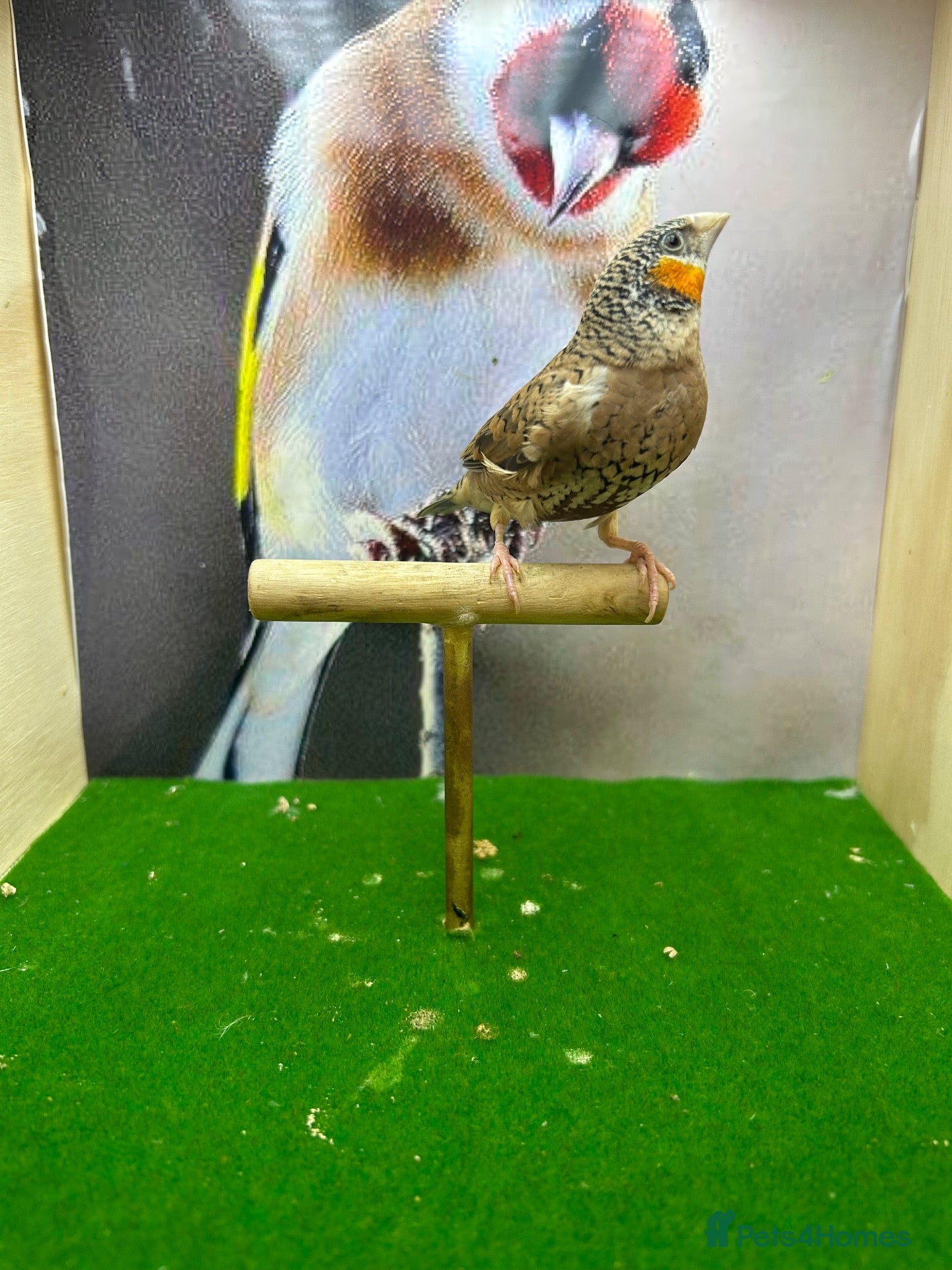 Finches birds Male cut throat finches  - Advert 5