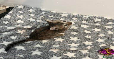 Mixed Breed cats - Advert 6