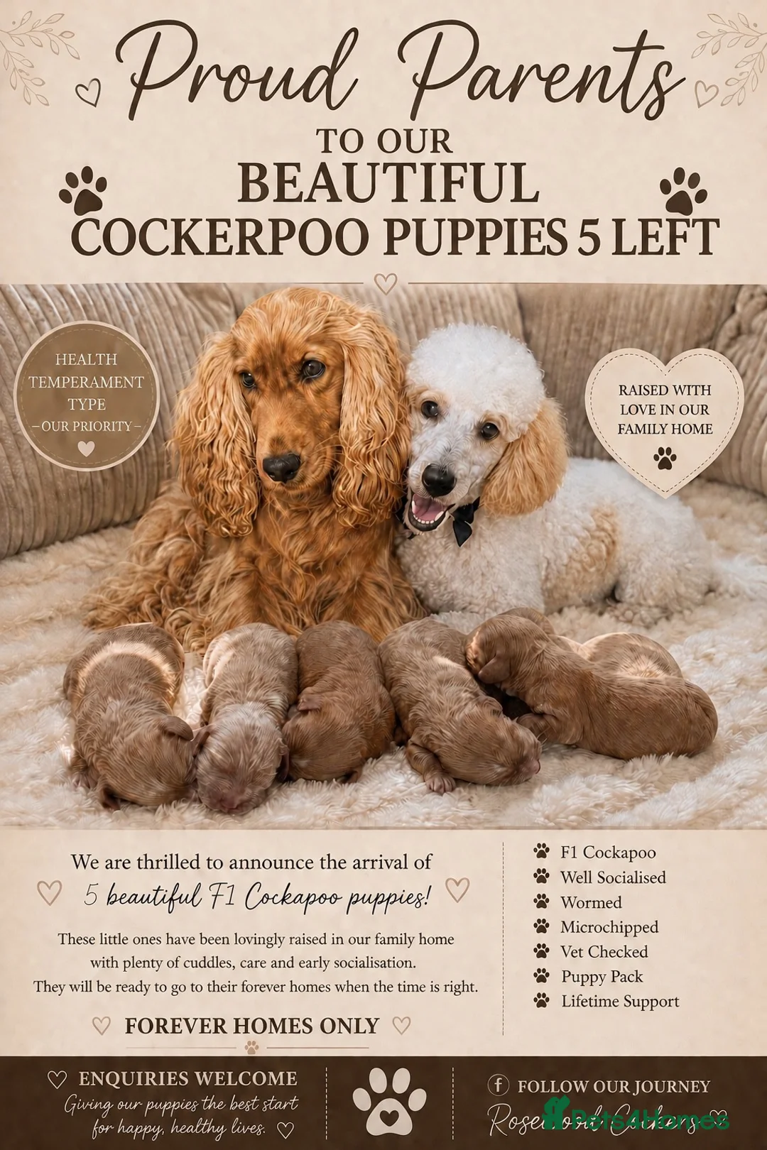 Cockapoo dogs for sale: Beautiful F1 Cockapoos  - Advert 1