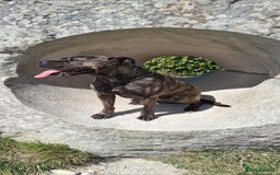 Bullmastiff dogs for sale: Female bullmastiff  - Image 1