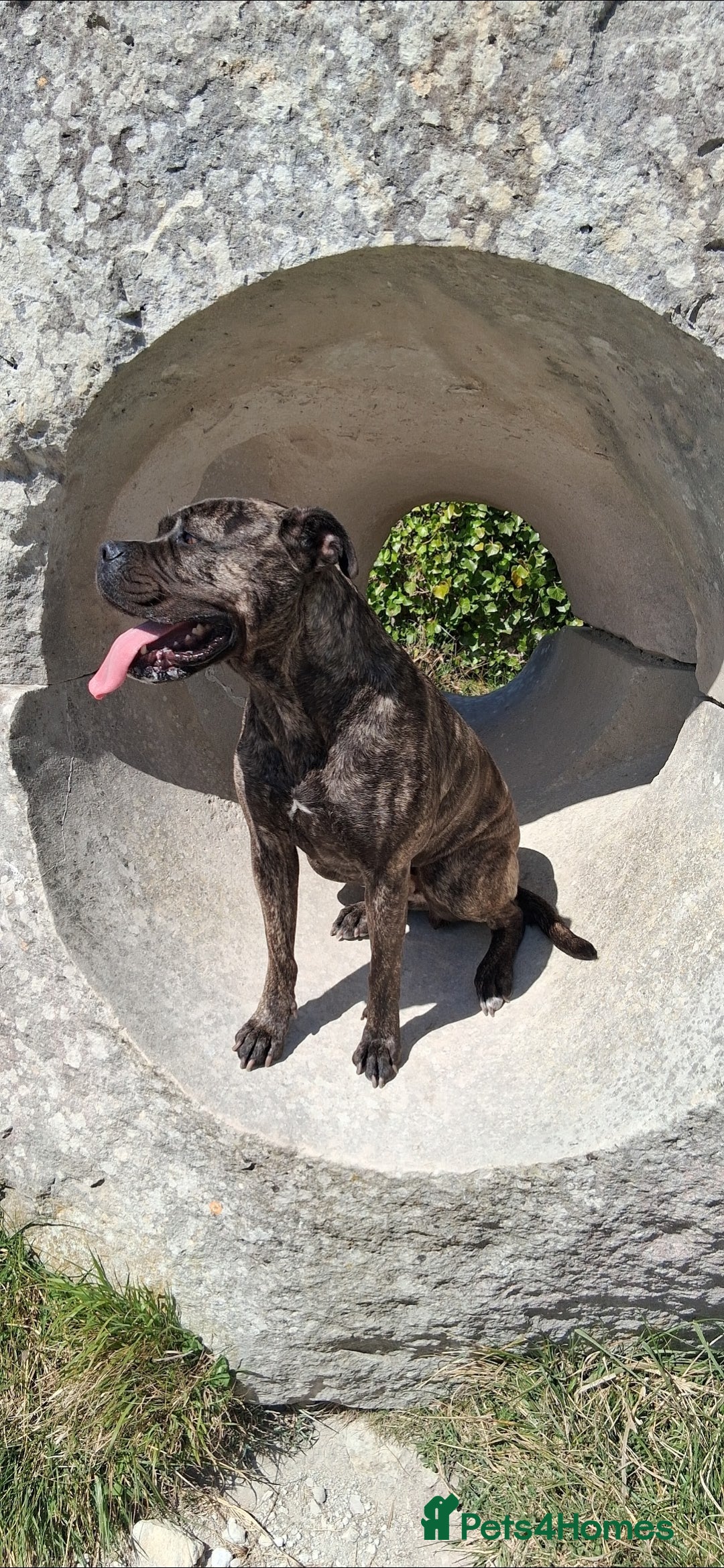 Bullmastiff dogs for sale: Female bullmastiff  - Image 1